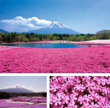 Вилла Fuji Sakura House Фудзикавагутико Экстерьер фото